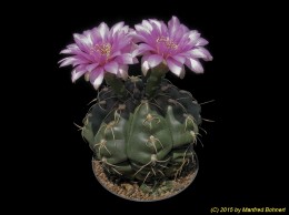 Gymnocalycium megalothelon v. susannae 349